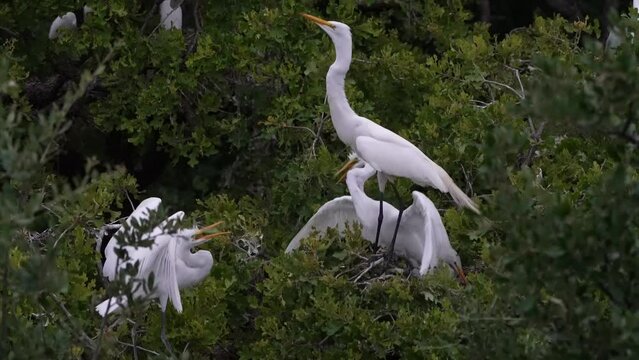 Sibling baby egret trying to get mom to eat