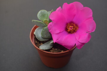 pink cactus in pot