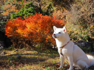 紅葉と白い犬