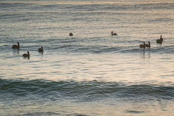 Group of pelicans in the water