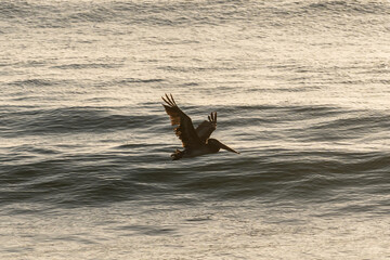 Pelican in flight over water