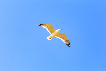 Seagulls flying freely in the blue sky