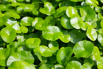 Fototapeta na wymiar Centella asiatica (gotu kola). Fresh green leaves herb background.