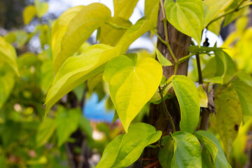 Obraz premium Green leaves of betel plant in the garden