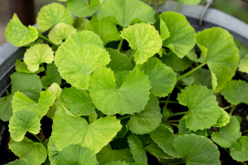 Gotu Kola plant growing in a pot