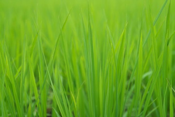 Fototapeta na wymiar Tottori, Japan - July 11, 2023: Paddy field or rice field in summer in Japan 