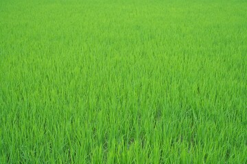 Tottori, Japan - July 11, 2023: Paddy field or rice field in summer in Japan
