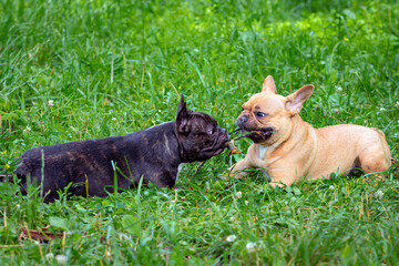 two french bulldogs are playing in the grass