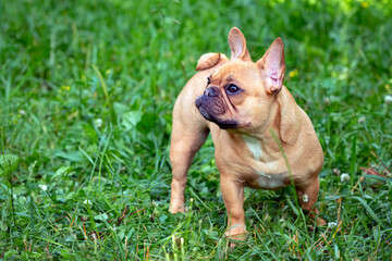 Photo a brown french bulldog standing in a field of grass.