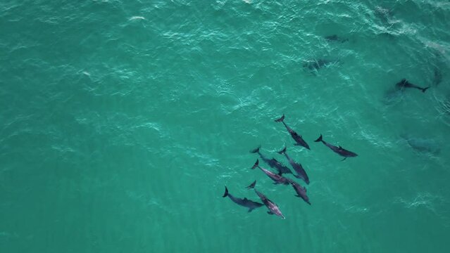 Dolphin Pod Swimming On The Blue Sea In The Indian Ocean, Socotra Island, Yemen. Aerial Shot