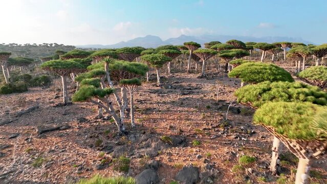 Fly Over Endemic Dragon Blood Trees In Firhmin Forest, Socotra Island, Yemen. Aerial Drone Shot