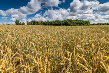Field with selected strain of beardless wheat and wild flowers on foreground, concept of beauty in Nature and eco-tourism