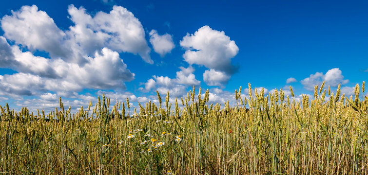 Field with selected strain of beardless wheat and wild flowers on foreground, concept of beauty in Nature and eco-tourism