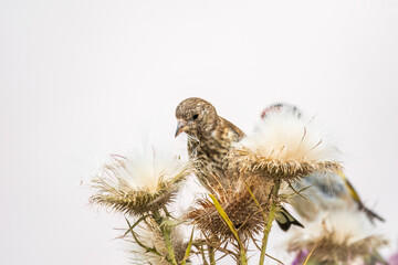 European goldfinch with juvenile plumage, feeding on the seeds of thistles. Carduelis carduelis.