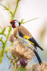 European goldfinch, feeding on the seeds of thistles. Carduelis carduelis.