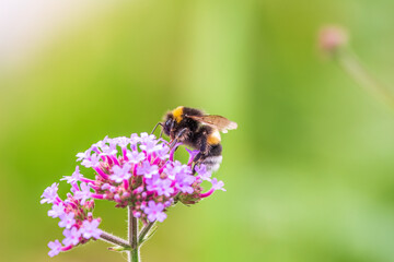 Bumble-bee sitting on Verbena purple flower in green garden