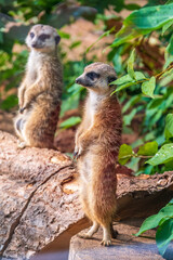 Two cute curious meerkats stand on their hind legs on a sandy hill and look away.