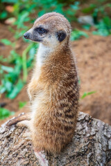 Fototapeta premium Meerkat, Suricata suricatta, on hind legs. Portrait of meerkat standing on hind legs with alert expression. Portrait of a funny meerkat sitting on its hind legs.