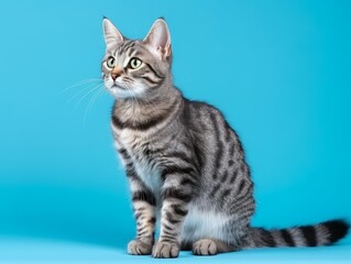 Obraz premium a cat standing isolated in a blue background