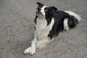 Naklejka na ściany i meble Black and white border collie lying on the pavement with crossed paws. 