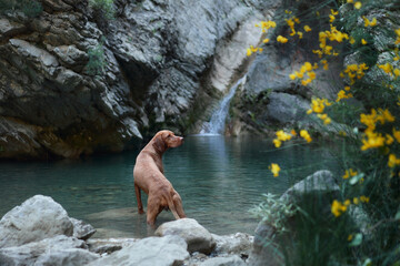 dog standing in the water. Active Hungarian Vizsla in nature against the backdrop of rocks