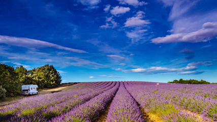 Naklejka na ściany i meble Lavender fields in Provence France