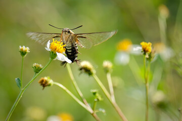 humming moth on a flower