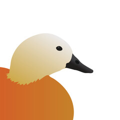 Duck vector drawing. Ruddy shelduck illustration vector. Duck bird icon. Water bird illustration.