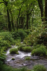 Tottori,Japan - July 11, 2023: Kitanizawa stream at the foot of Daisen mountain in Tottori, Japan
