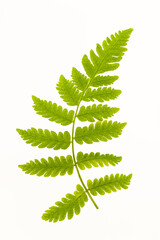 green leaf on white background, 
