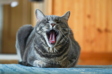 あくびする猫