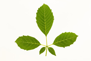 green leaf on white background, 