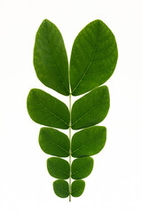 green leaf on white background, 