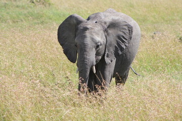 Naklejka premium Elephant