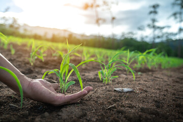 Close up hands of young farmer examining young corn maize crop plant in cultivated agricultural field in the sunset.