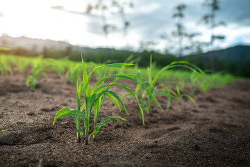 Green young corn field in the sunset.