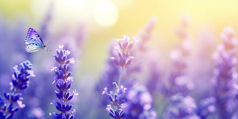 lavender flowers in the field background