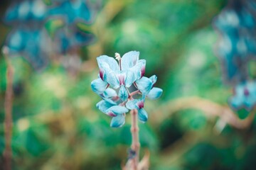 flower in the garden