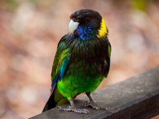 Australian Ringneck Twenty-Eight Parrot. Barnardius zonarius semitorquatus. Beautiful Australian bird with green, yellow, blue and black feathers. 