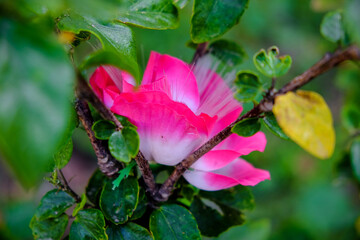 pink flower
