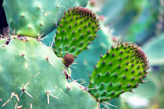 tzabar cactus