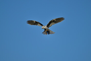 White-tailed kite with a vole in the claw
