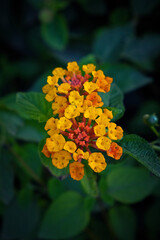 flower in the garden