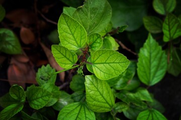 leaves in the forest