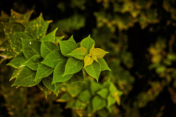 green leaves background