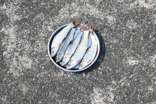 Rohu fish. It is a species of fish of the carp family. its other names rui fish, roho labeo, Labeo rohita.Its found in rivers in South Asia. It is a large omnivore and extensively used in aquaculture.