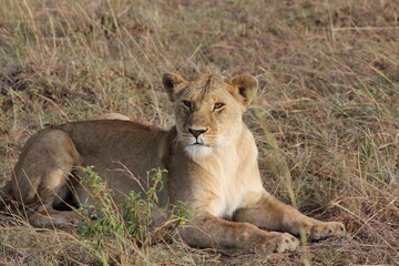 lioness on the grass