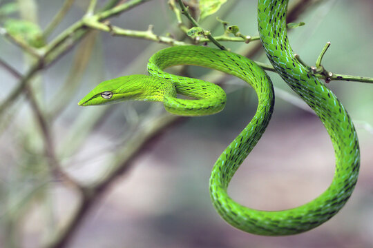 shoot snake / Asian vine snake / green snake / charming green snake, animal, nature