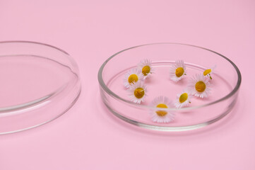 Close-up petri dish of chamomiles isolated pink pastel background. Blank space for adding text or product advertisement