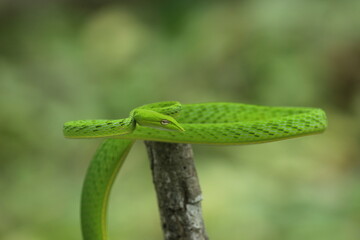 shoot snake, green snake, asian vine snake, cool green snake